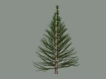 Pine Tree