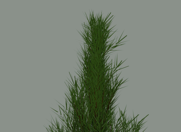 Pine Tree