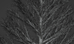 Pine Tree