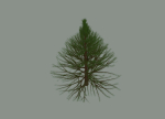 Pine Tree