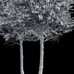pine tree