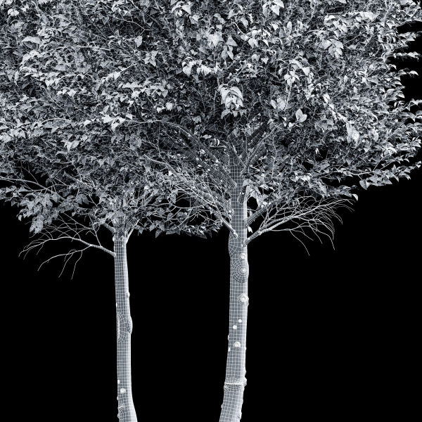 pine tree
