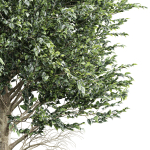 pine tree