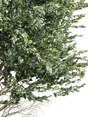pine-tree-3d-model-5be706f08b