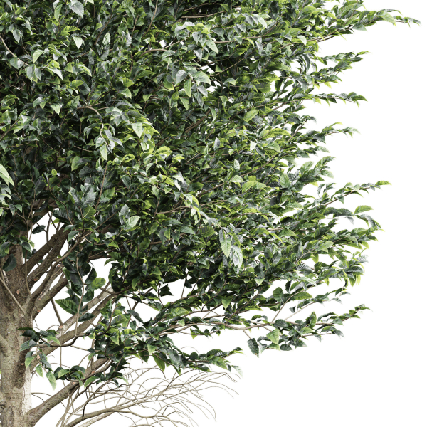 pine tree