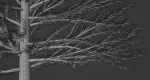 Pine Tree