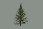 Pine Tree