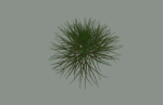 Pine Tree