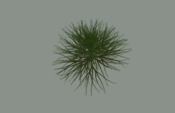 Pine Tree