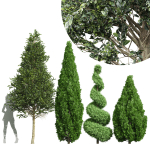 pine tree