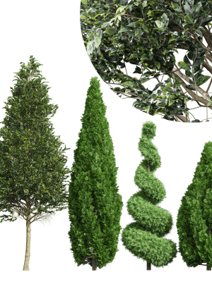 pine tree