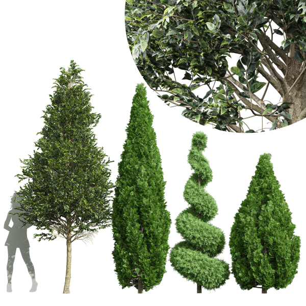 pine tree