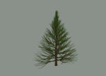 Pine Tree