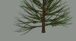 Pine Tree