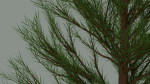 Pine Tree
