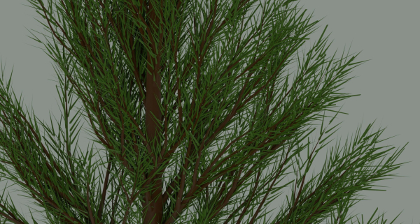 Pine Tree