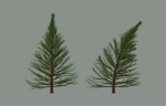 Pine Tree