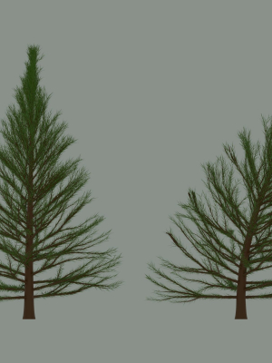 Pine Tree