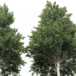 pine tree
