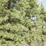 pine trees collection vol 102-Blender