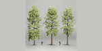 pine trees collection vol 102-Blender