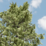 pine trees collection vol 102-Blender
