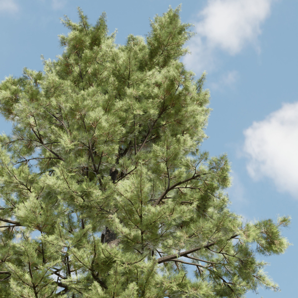 pine trees collection vol 102-Blender