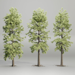 pine trees collection vol 102-Blender