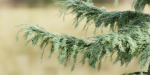 Pine trees collection vol 107-Blender