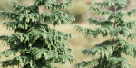 Pine trees collection vol 107-Blender