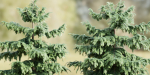Pine trees collection vol 107-Blender