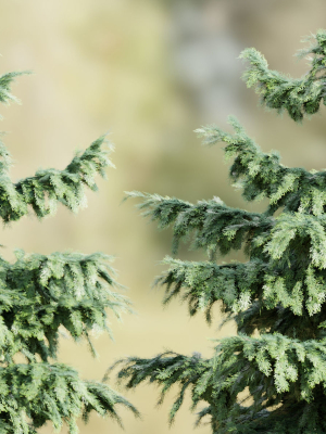 pine-trees-collection-vol-107-blender-3d-model-a8660200c6
