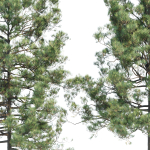 pine trees collection vol 11