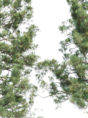 pine-trees-collection-vol-11-3d-model-850ccf2fad