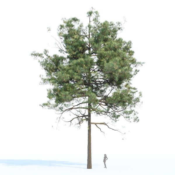 pine trees collection vol 11