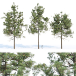 pine trees collection vol 11