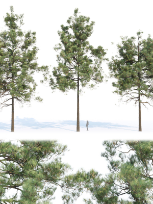 pine trees collection vol 11