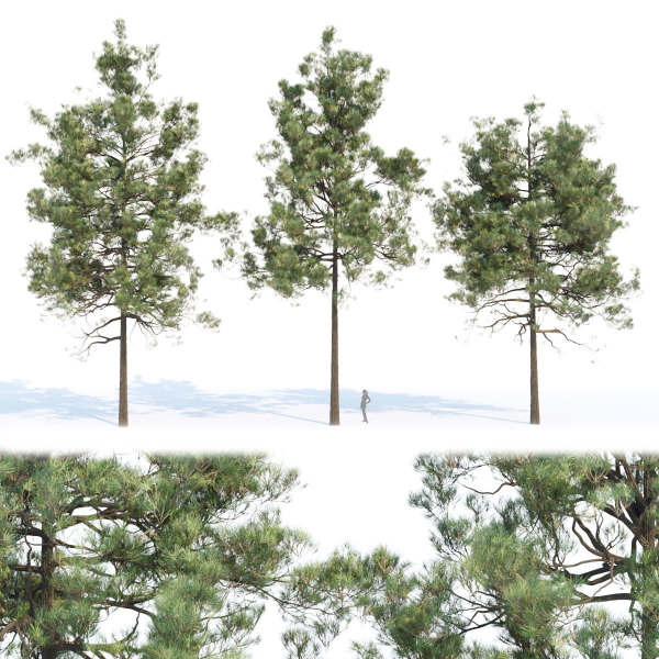 pine trees collection vol 11
