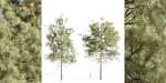 pine trees collection vol 11-Blender