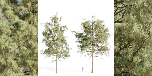 pine trees collection vol 11-Blender