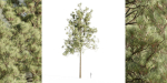 pine trees collection vol 11-Blender