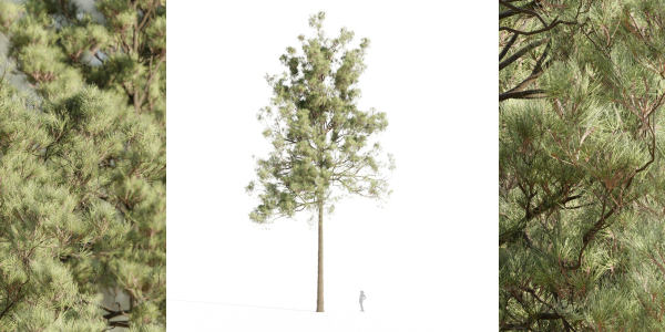 pine trees collection vol 11-Blender