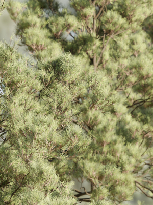 pine-trees-collection-vol-11-blender-3d-model-ab92c59067