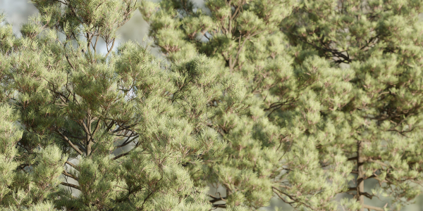 pine trees collection vol 11-Blender