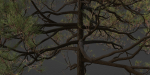 pine trees collection vol 11-Blender