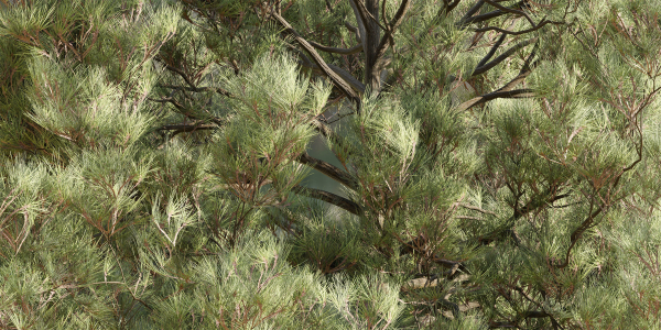pine trees collection vol 11-Blender