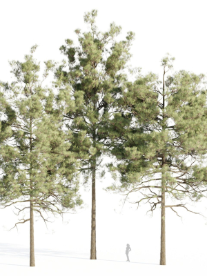 pine trees collection vol 11-Blender