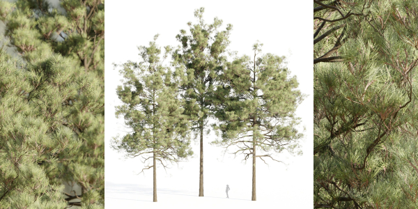 pine trees collection vol 11-Blender