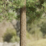 Pine trees collection vol 178-Blender