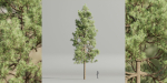 Pine trees collection vol 178-Blender